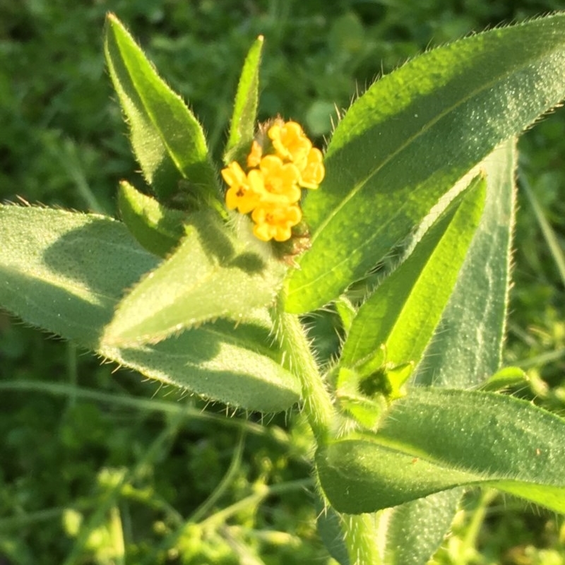 Amsinckia calycina/intermedia (intermediate)