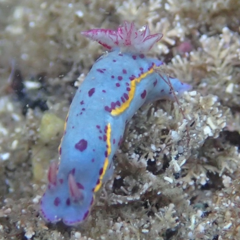 Hypselodoris bennetti