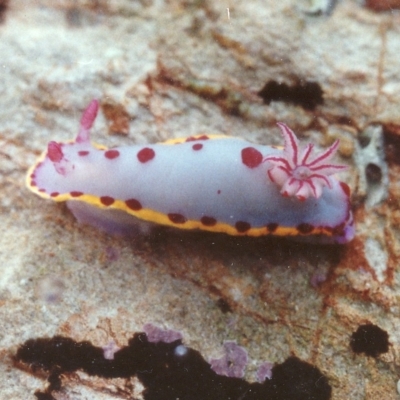 Hypselodoris bennetti