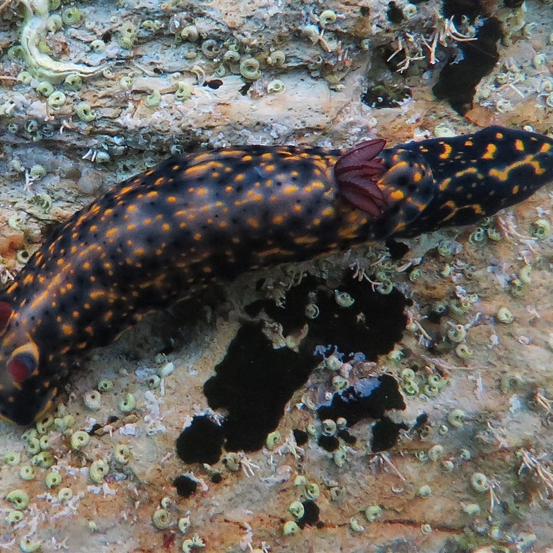 Hypselodoris obscura