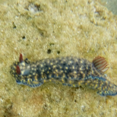 Hypselodoris obscura