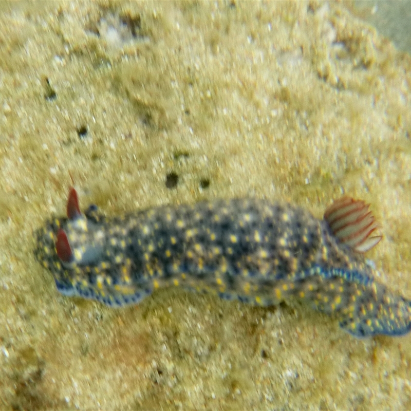 Hypselodoris obscura