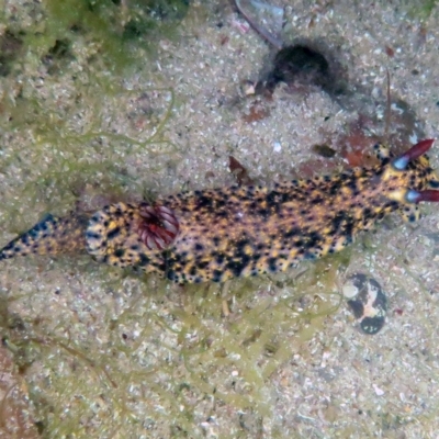 Hypselodoris obscura