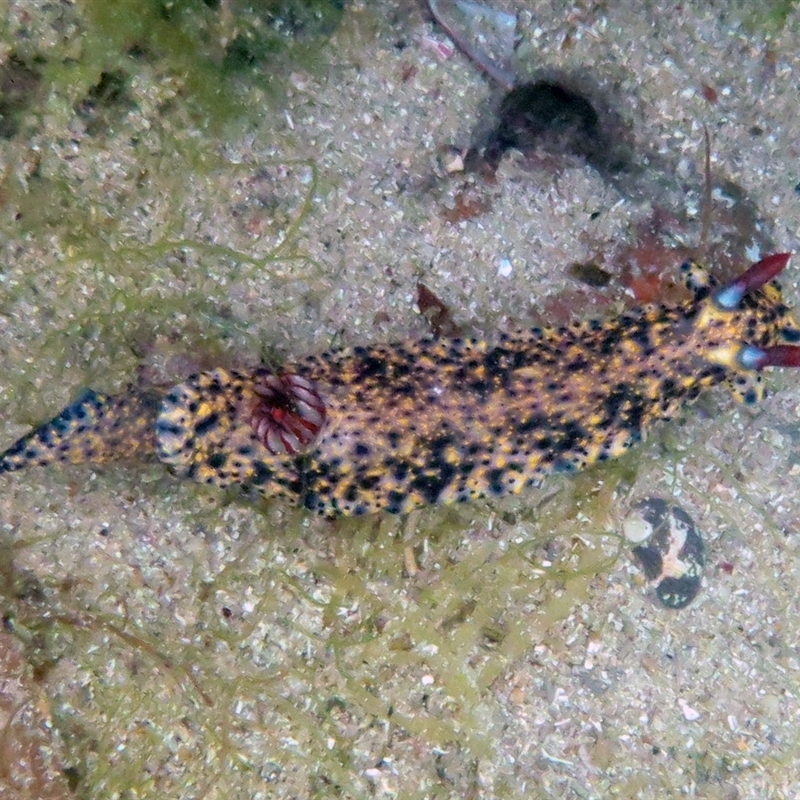 Hypselodoris obscura