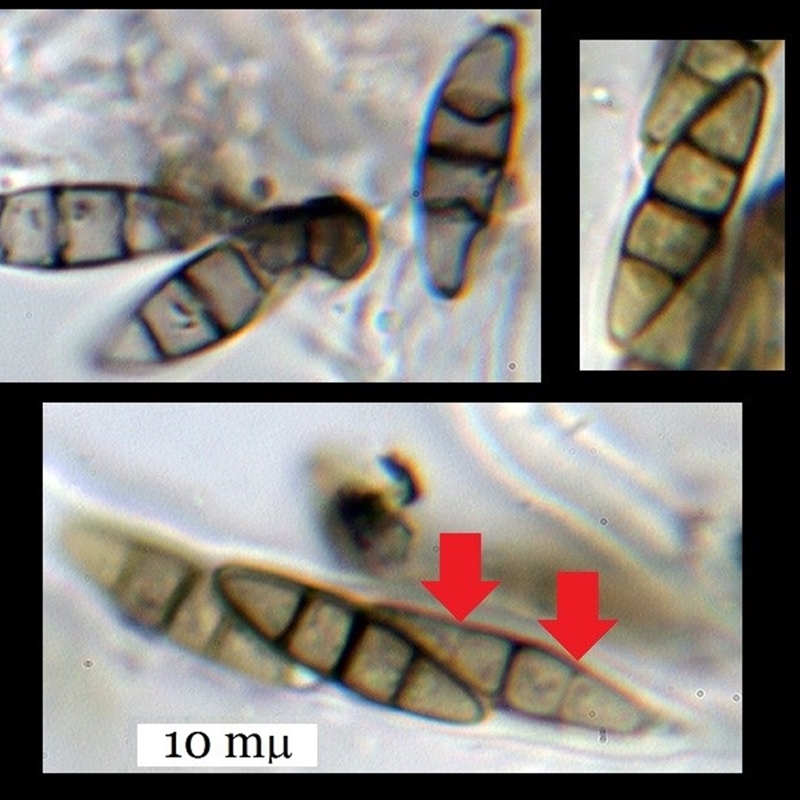 Hysterium angustatum