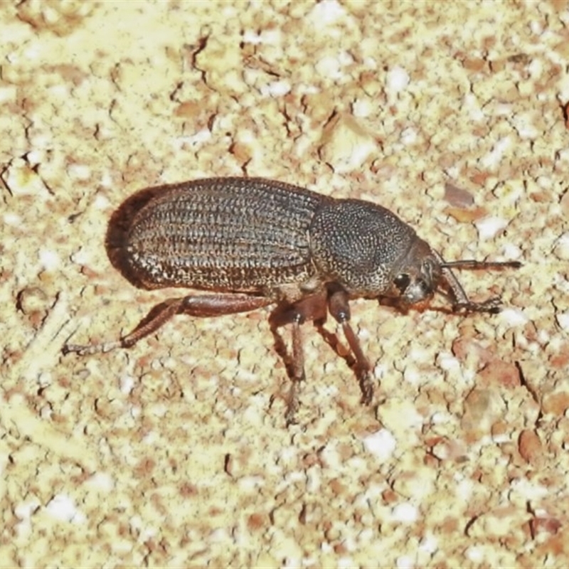 Amycterus abnormis