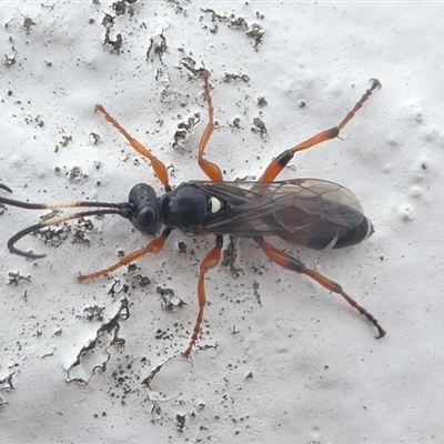 Ichneumon promissorius