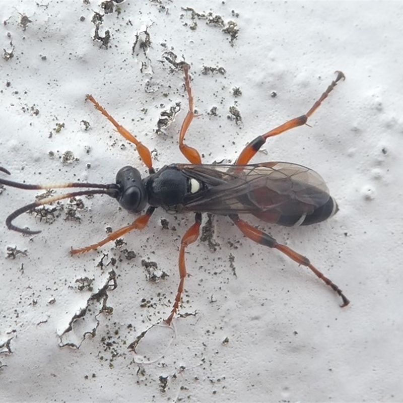 Ichneumon promissorius