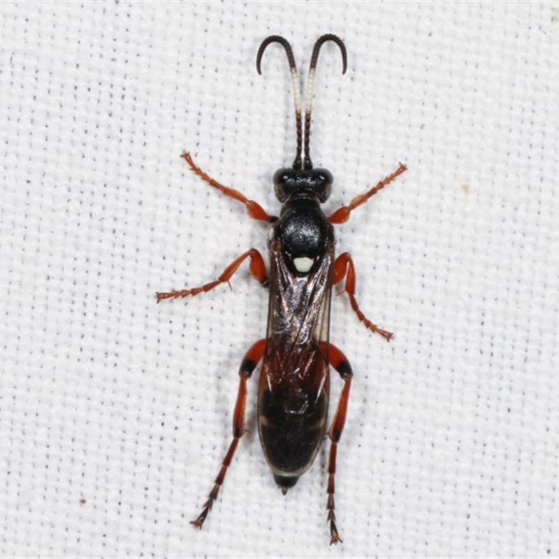 Ichneumon promissorius