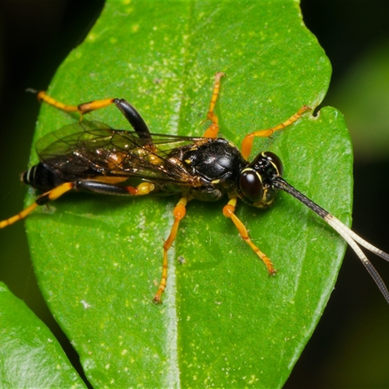 Ichneumonidae (family)