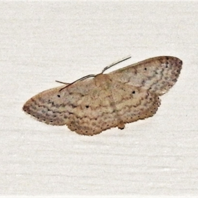 Idaea (genus)