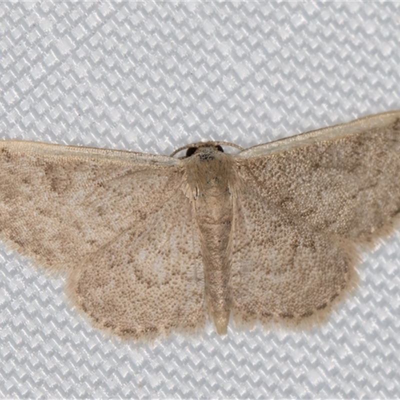 Idaea costaria