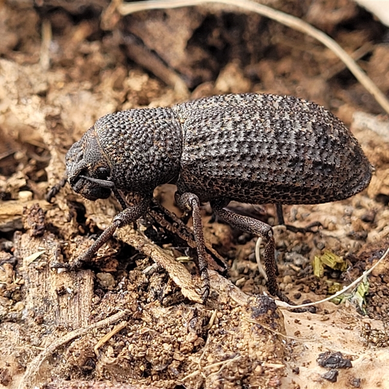 Amycterus elongatus