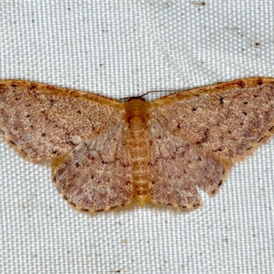 Idaea ferrilinea