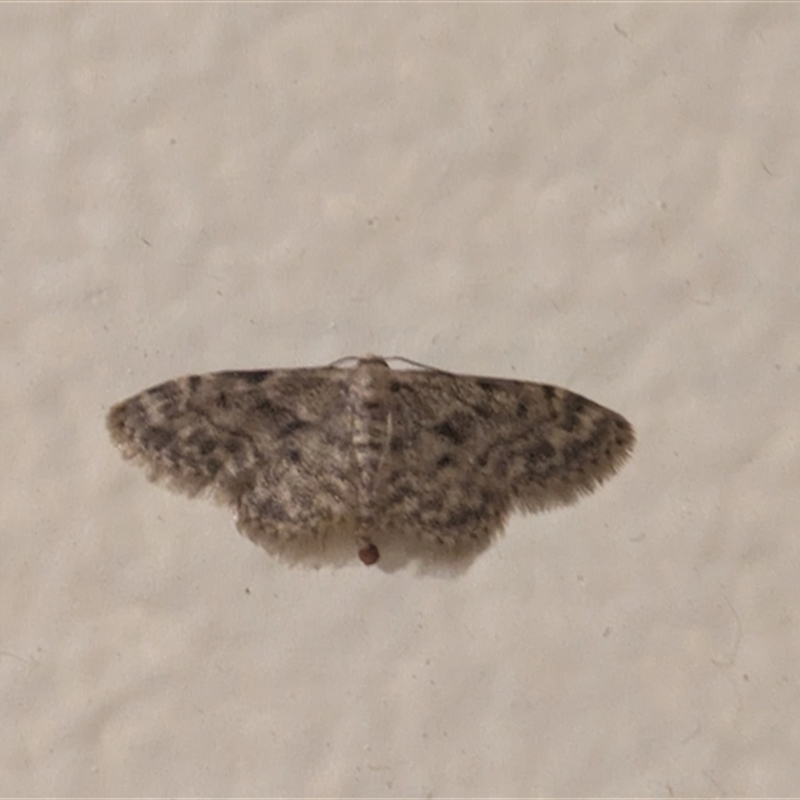 Idaea ferrilinea