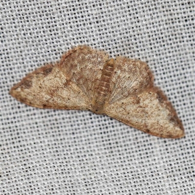 Idaea halmaea