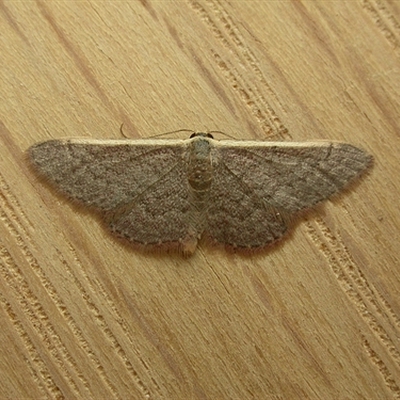 Idaea inversata