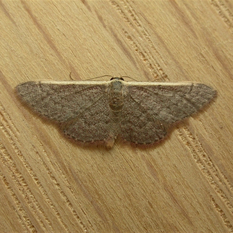 Idaea inversata