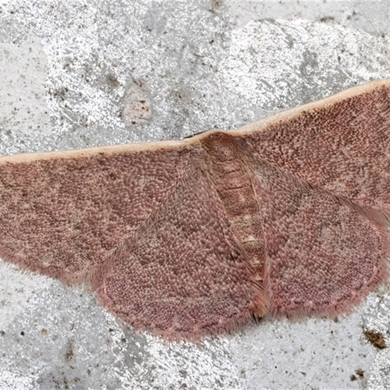 Idaea inversata