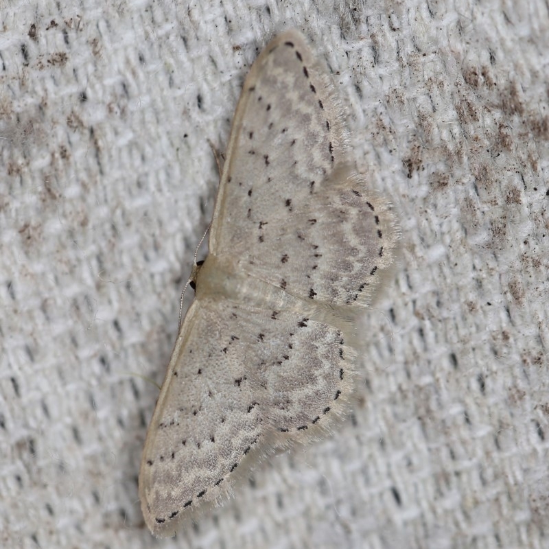 Idaea philocosma