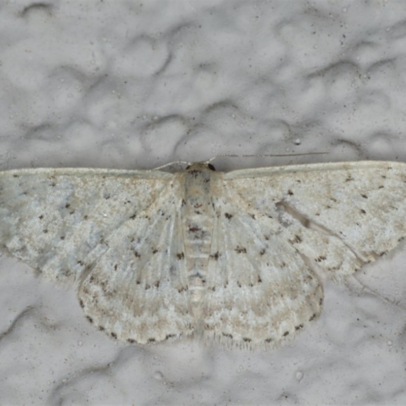 Idaea philocosma