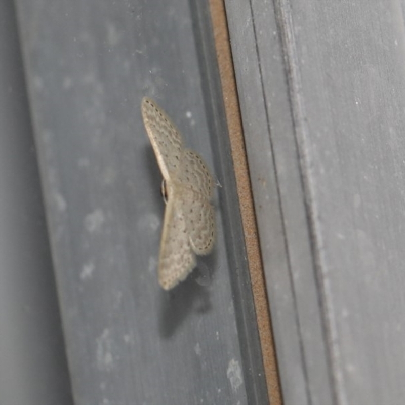 Idaea philocosma