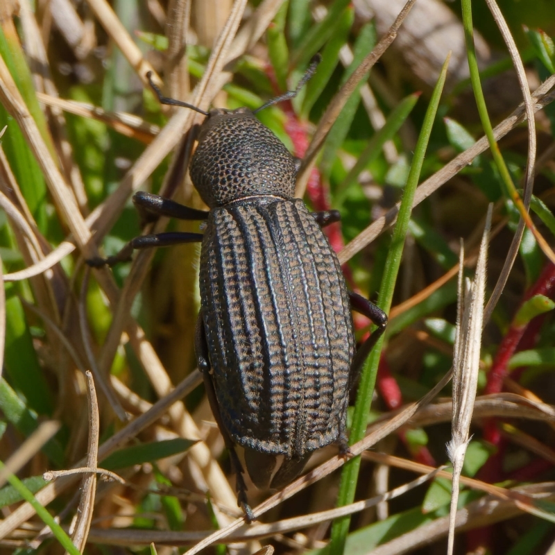 Amycterus miraculus