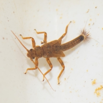 Kerri-Lee Harris, Bega River BioBlitz (larva)