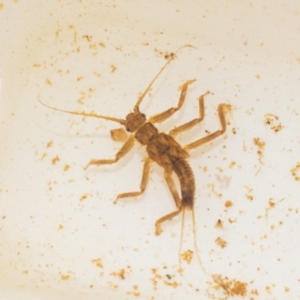 Kerri-Lee Harris, Bega River BioBlitz (larva)