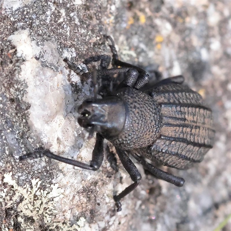 Amycterus morbillosus