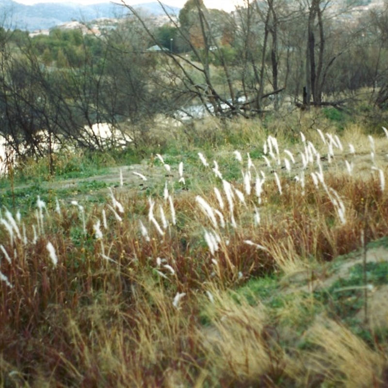 Imperata cylindrica