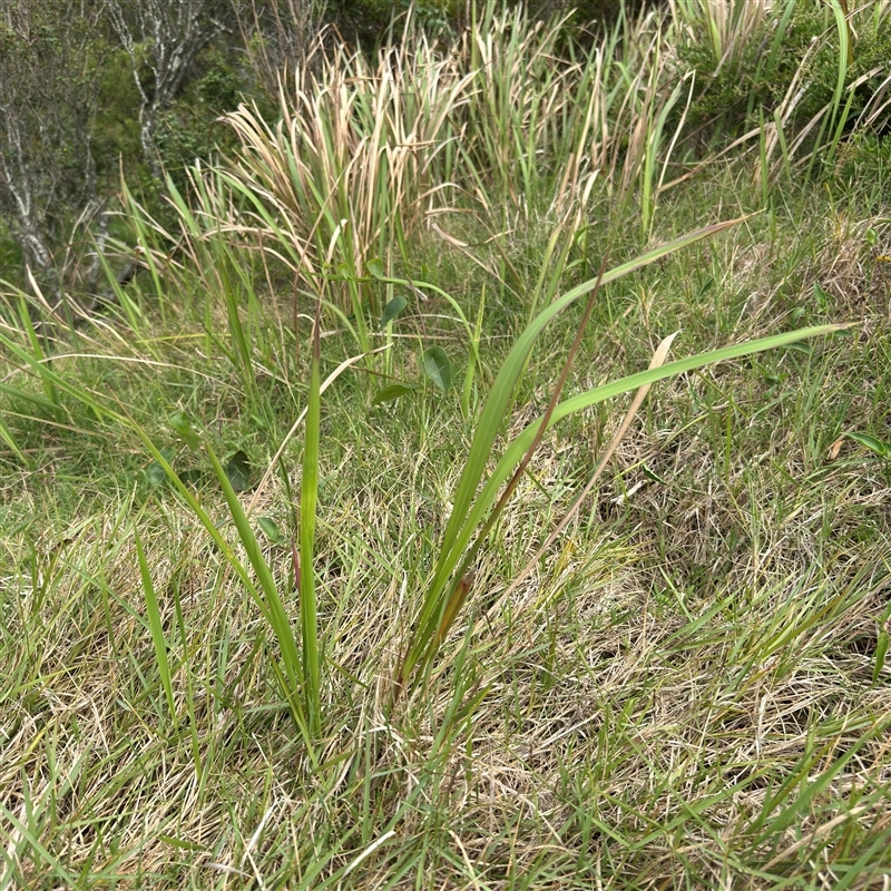 Imperata cylindrica