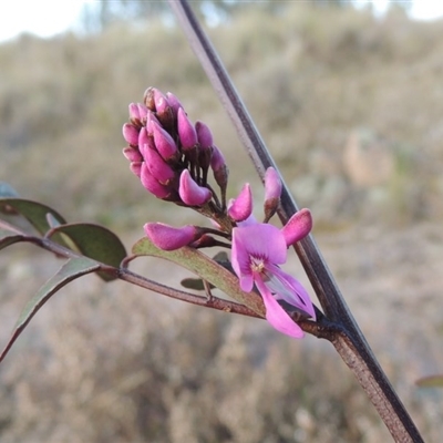 Indigofera australis subsp. australis