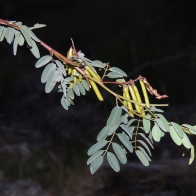 Indigofera australis subsp. australis
