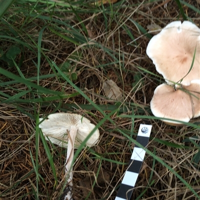 Inocybe sp.