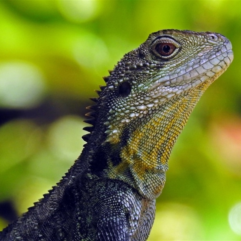 female with relatively plain throat and smaller nuchal crest 