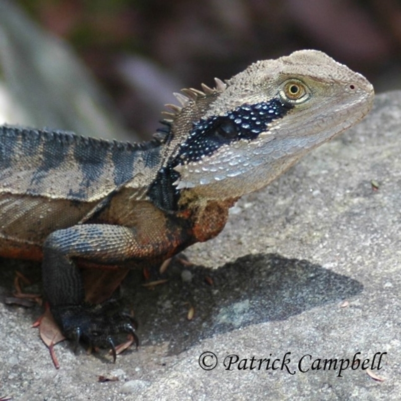 dark temporal stripe and pale unmarked throat