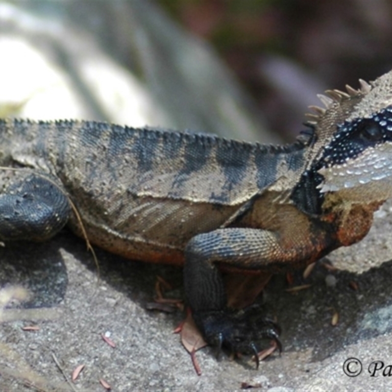 red chest and belly on adult males