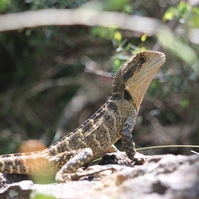 adult females relatively well camouflaged with little to no red on chest and belly  