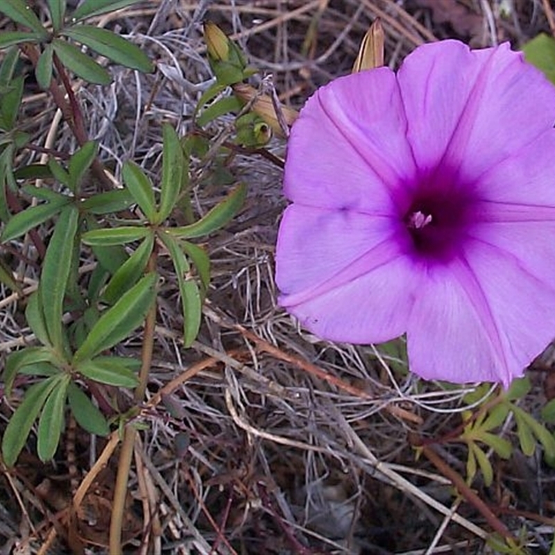 Ipomoea cairica