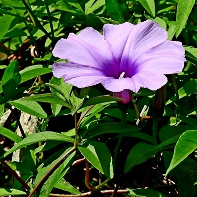 Ipomoea cairica