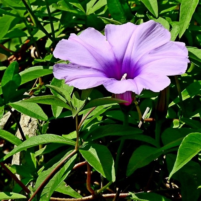 Ipomoea cairica