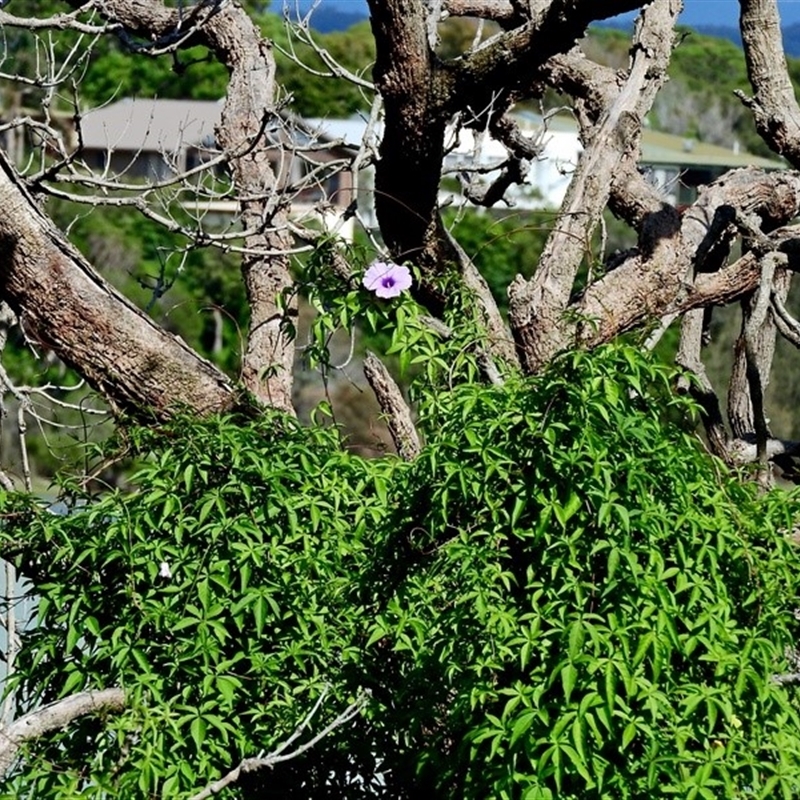 Ipomoea cairica