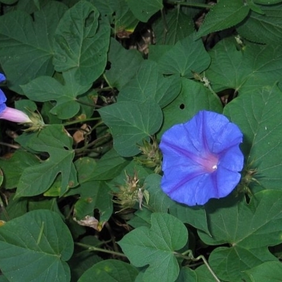 Ipomoea indica