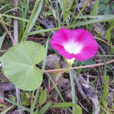 Ipomoea purpurea