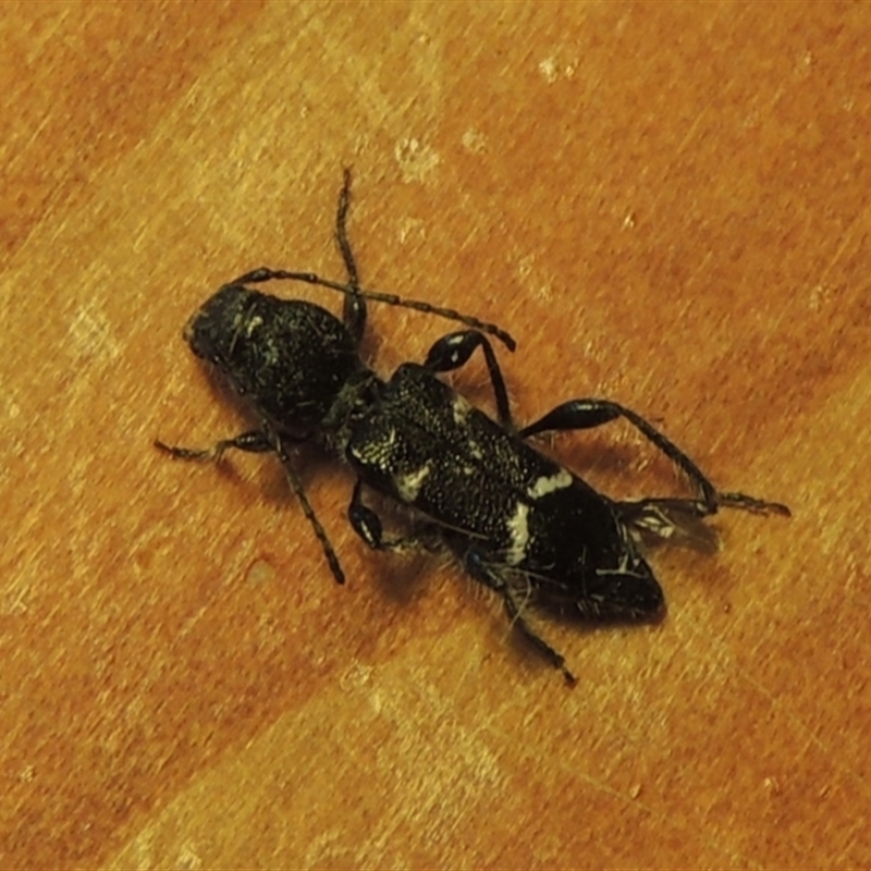 Ipomoria tillides