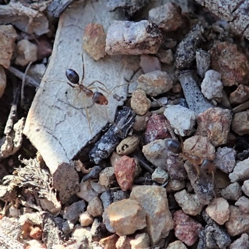 Iridomyrmex dromus