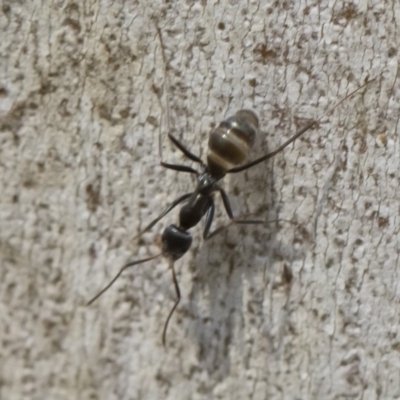 Iridomyrmex mayri