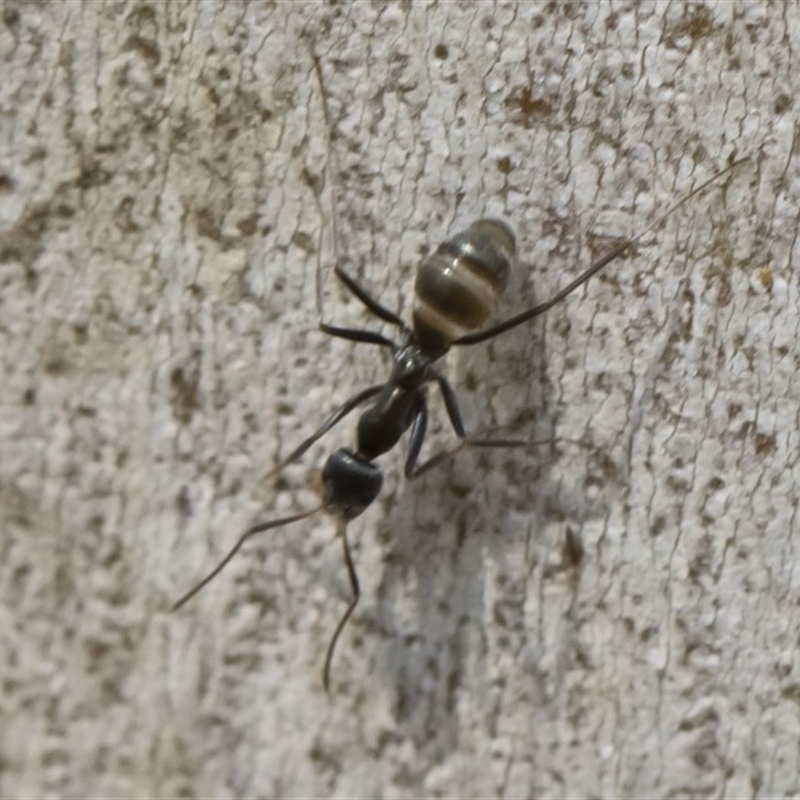 Iridomyrmex mayri