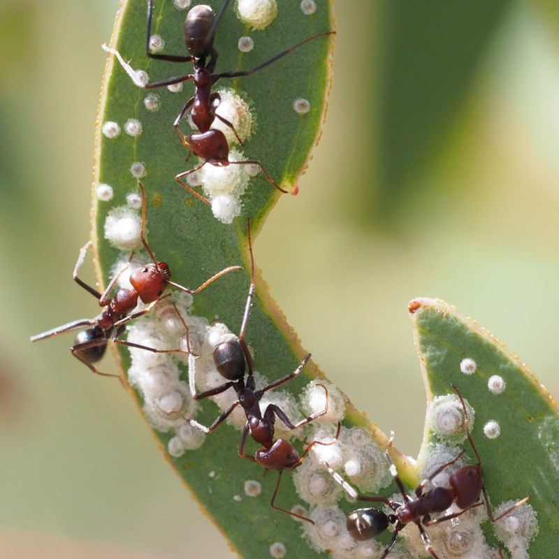 Iridomyrmex purpureus